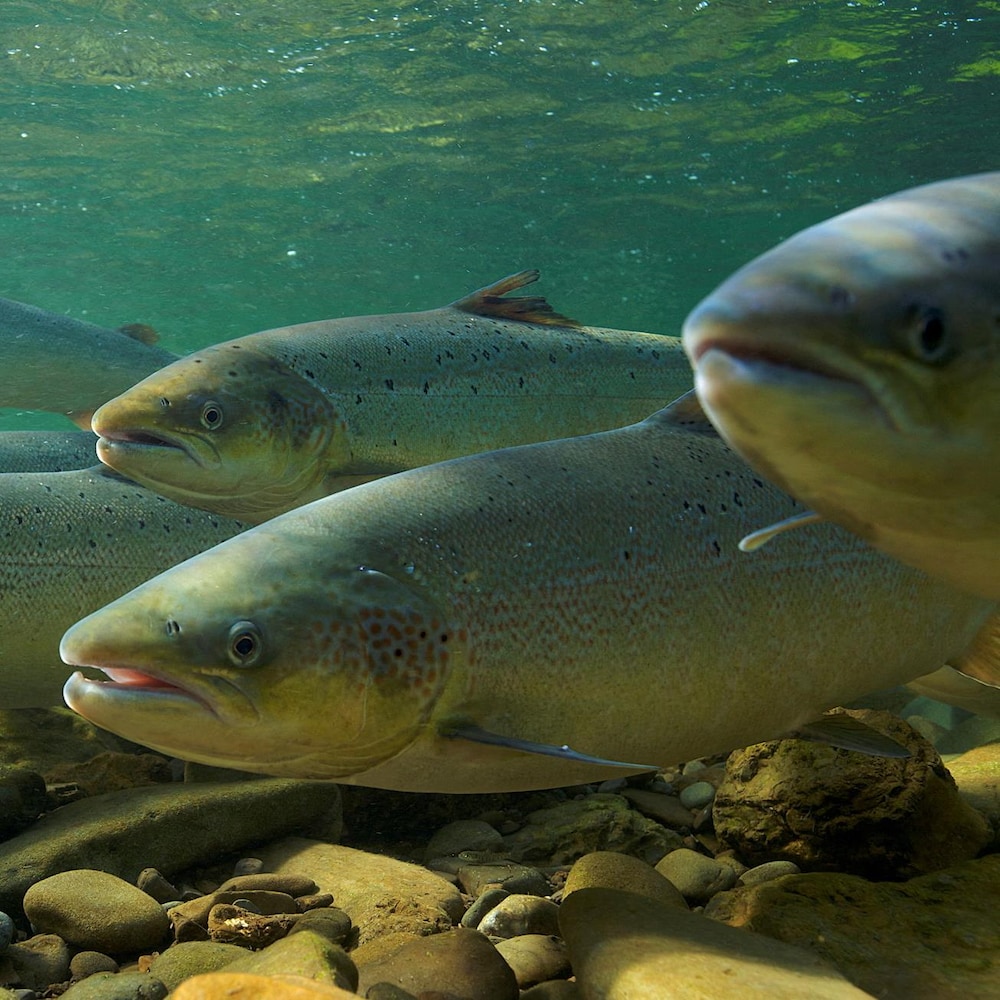 Plusieurs saumons atlantiques sous l'eau, nageant vers la gauche de l'image, près du fond couvert de roches.