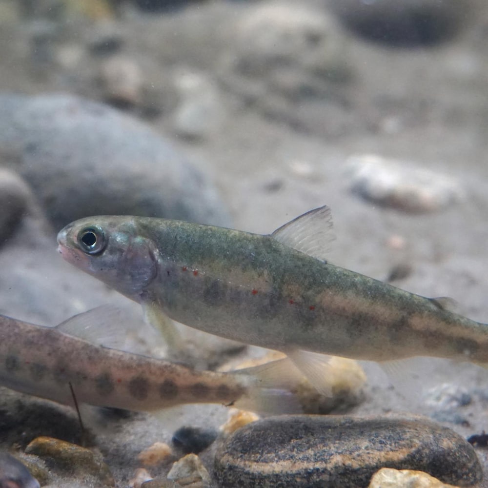 De très jeunes saumons nageant dans l'eau. (Photo d'archives)