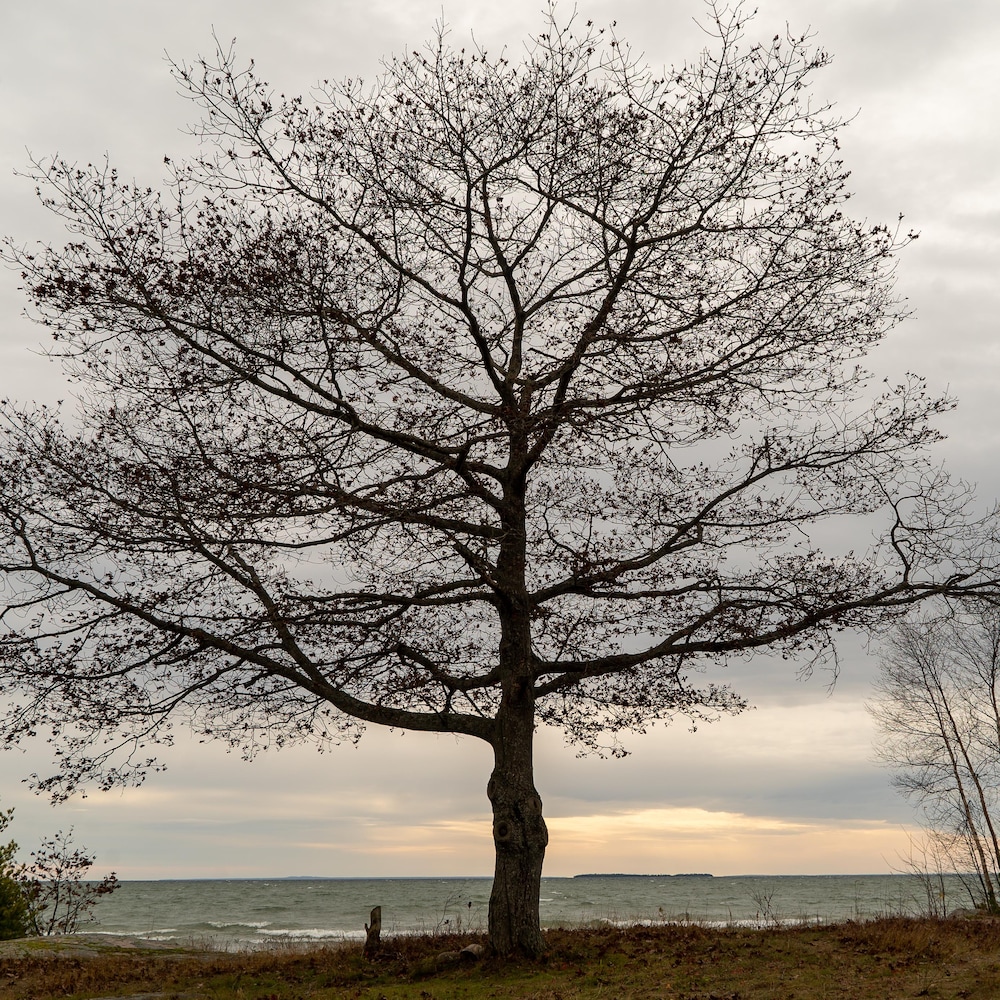 Un arbre dégarni de ses feuilles se tient droit devant le lac Huron sous un ciel nuageux.