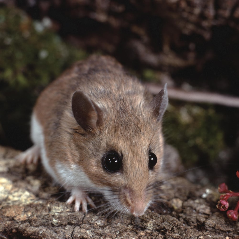 Une souris à pattes blanches (Peromyscus Leucopus).