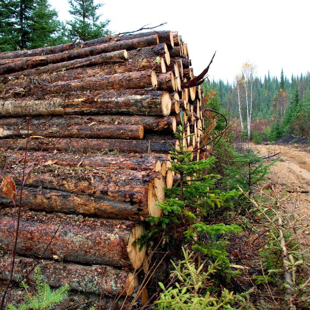 Coupes forestières dans le territoire des Atikamekw.
