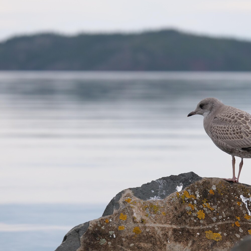 Un oiseau sur une roche devant un lac en arrière plan