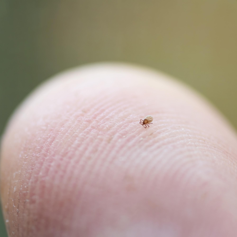Gros plan d'une minuscule nymphe de tique rampant sur le bout d'un doigt humain.