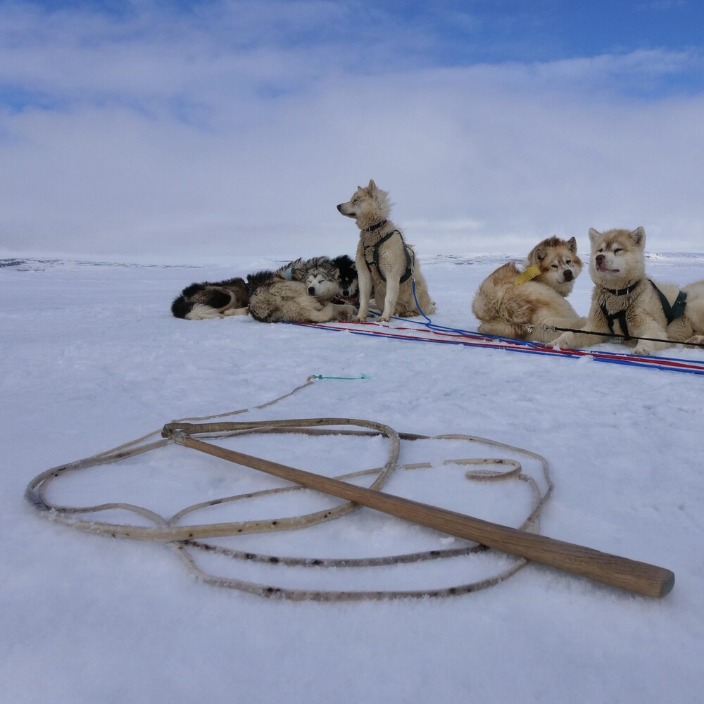 Un fouet fait main est posé sur la banquise devant des chiens de traîneau, au mois de juin près de Resolute Bay, dans le nord du Nunavut.