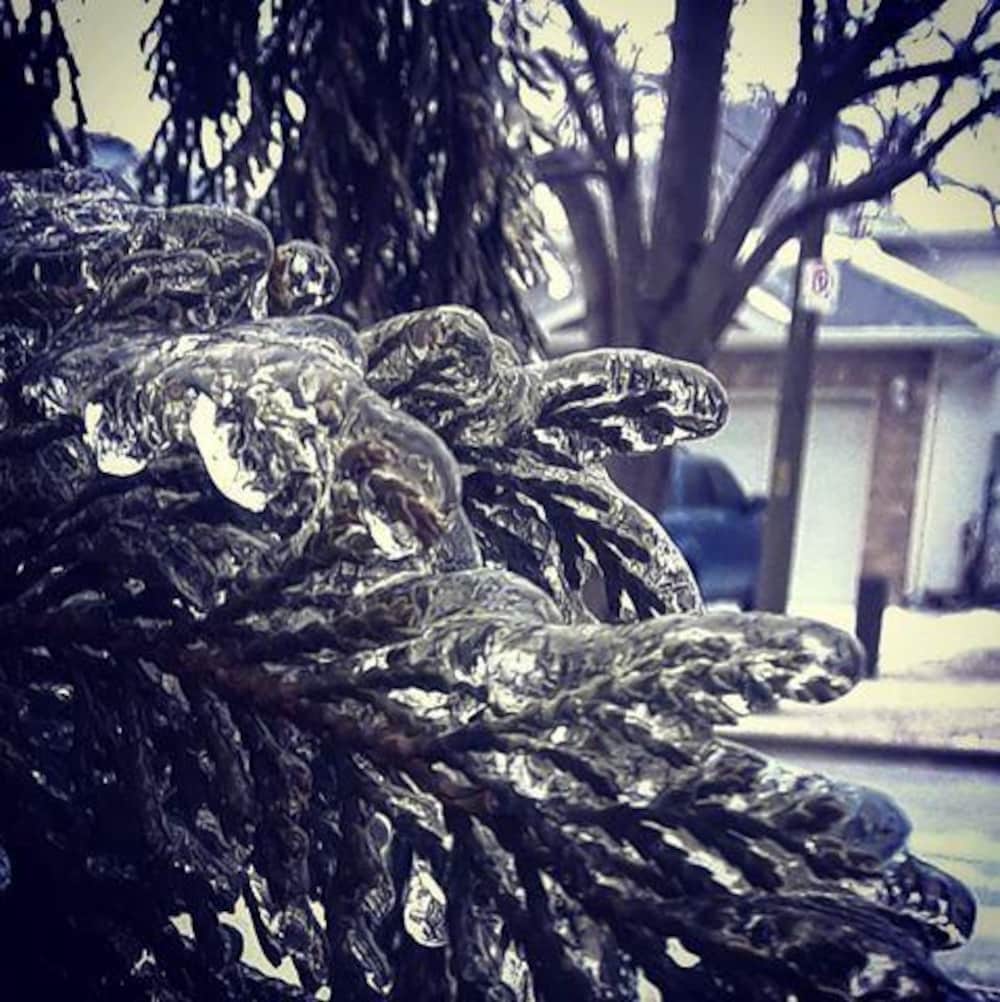 Du verglas sur une branche de conifère : la glace est épaisse et translucide.