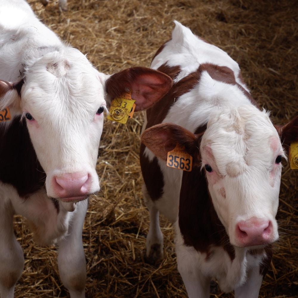 Des veaux, à la ferme de Jean-Luc Bouchet.