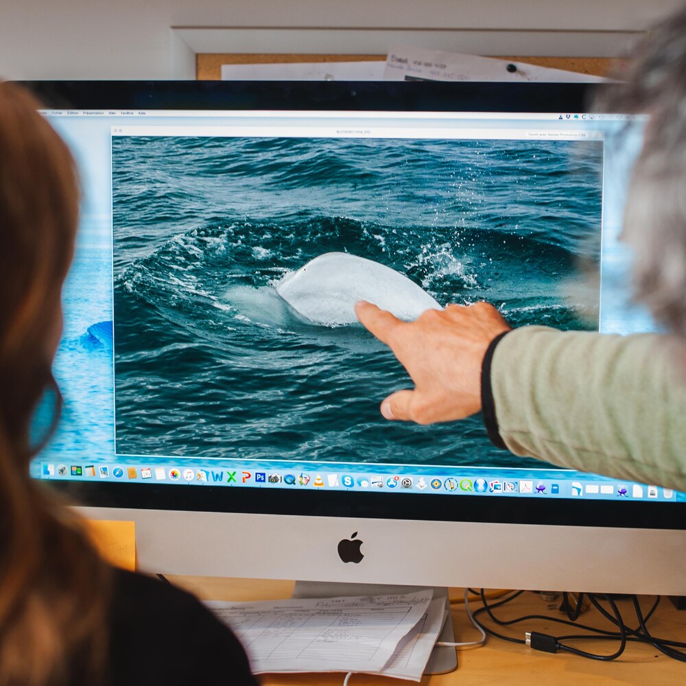 Dominic Michaud est assis au bureau d'une des scientifiques et pointe la photo d'un dos de béluga qui sort de l'eau.