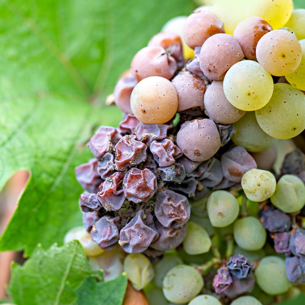 Noble rot of a wine grape, botrytised grapes