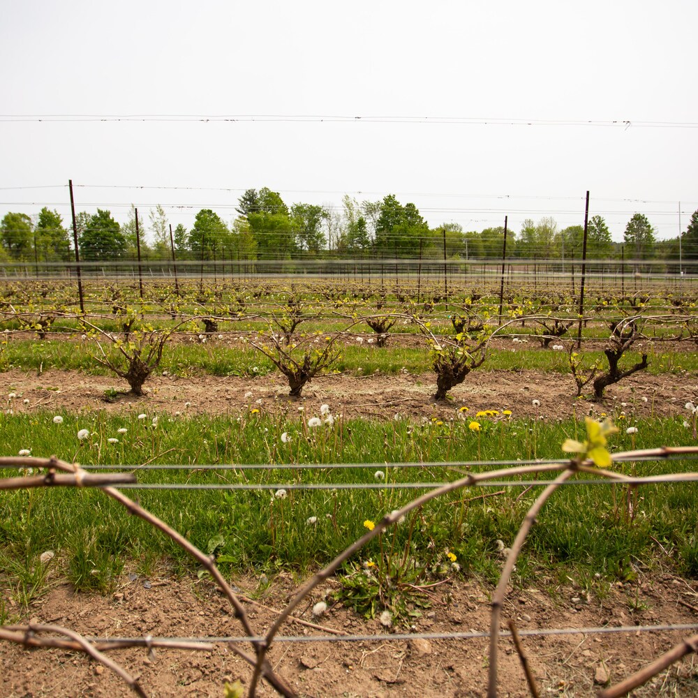 Des rangées de vignes.
