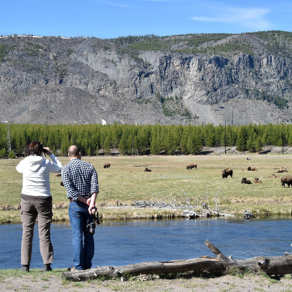 Conserver la biodiversité, de Yellowstone au Yukon
