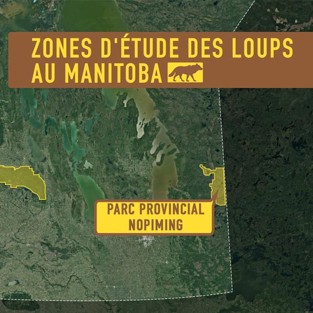 Il Marche Avec Les Loups Radio Canada Ca