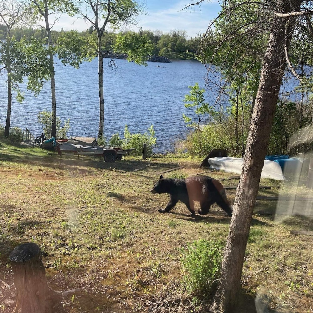 Un ours noir se promène devant un lac.