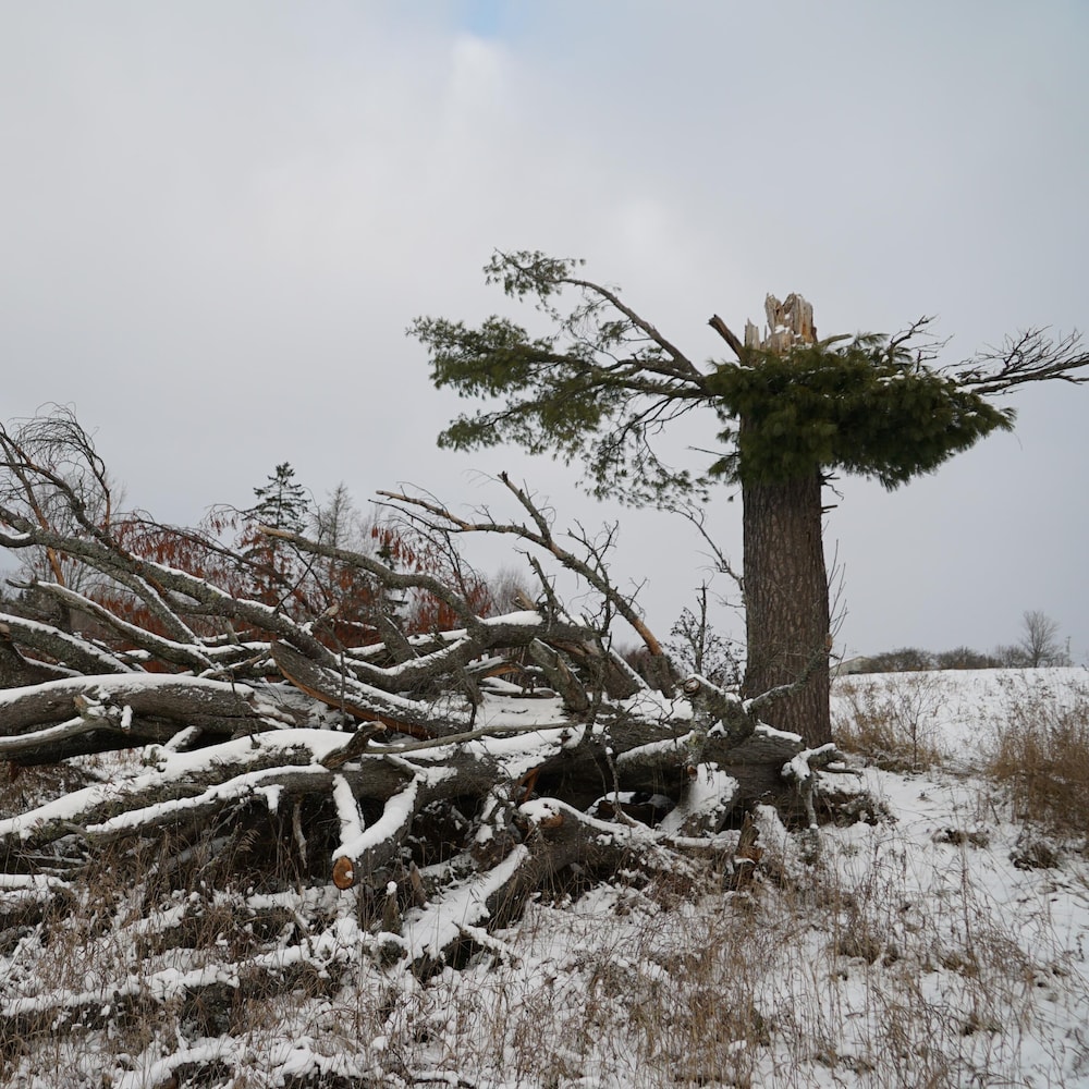 Un pin cassé, dont le tronc est toujours en terre, dont les branches coupées gisent à ses côtés.