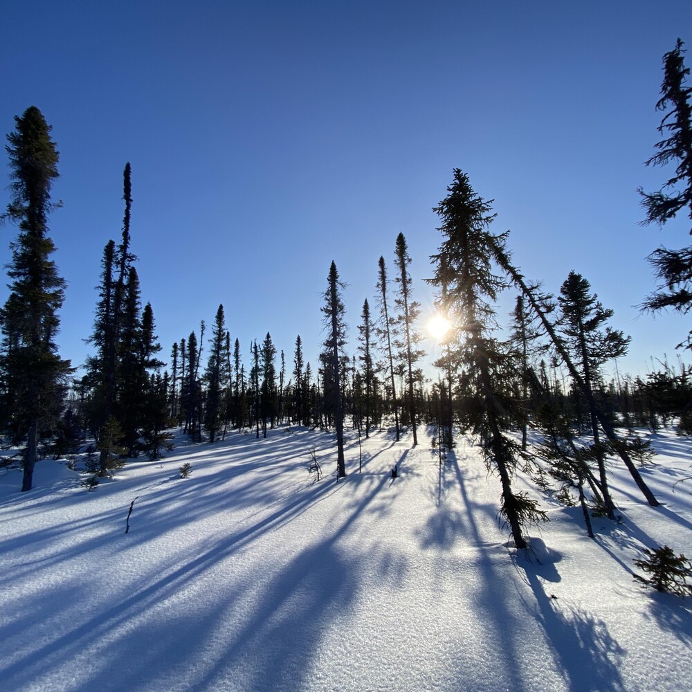 Un coucher de soleil au milieu de sapin et de la neige.