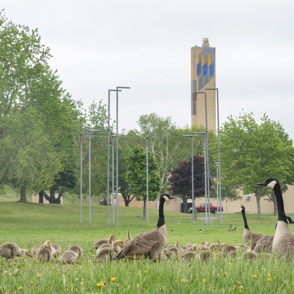 Des bernaches devant le site de l’Université de Moncton.
