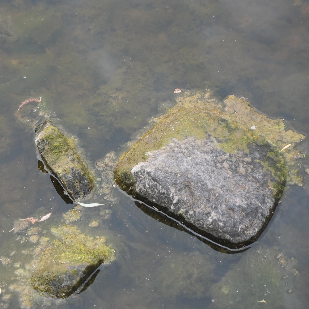 Des roches colonisées par des algues dans une rivière. 
