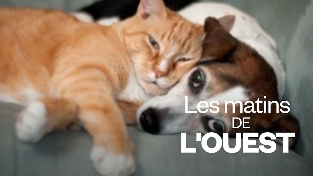 Au Canada, plus de 8 millions de chiens et près de 9 millions de chats ont une place de choix dans nos maisonnées.