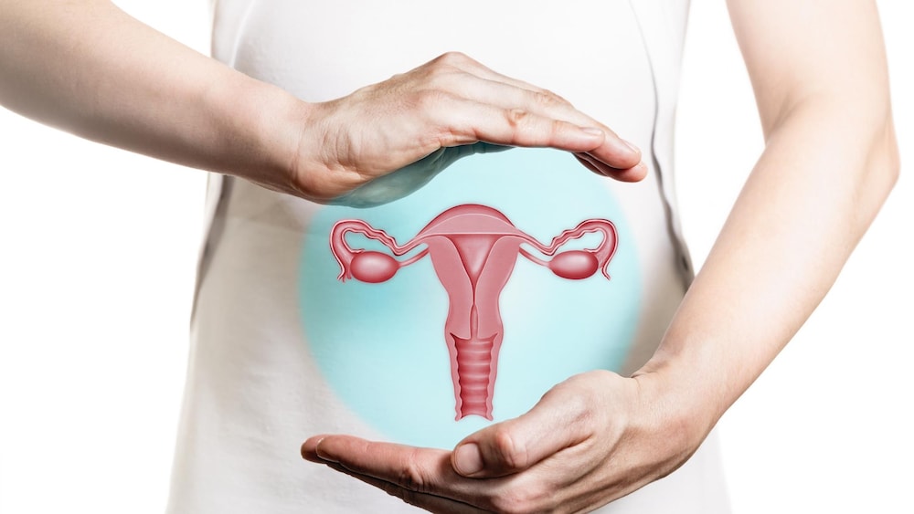 Une image du système de reproduction de la femme.