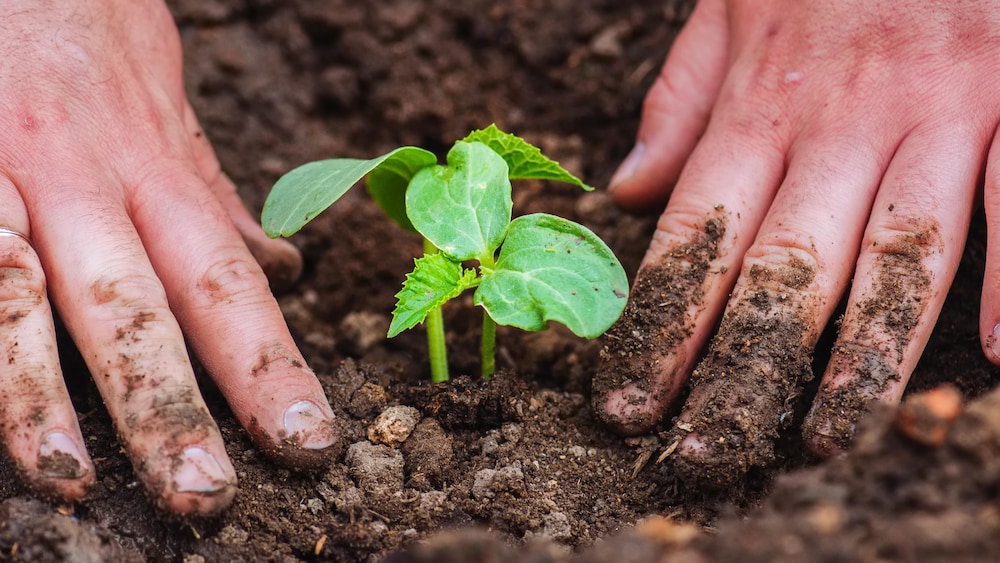 Une personne plante un plant de concombre dans la terre. 