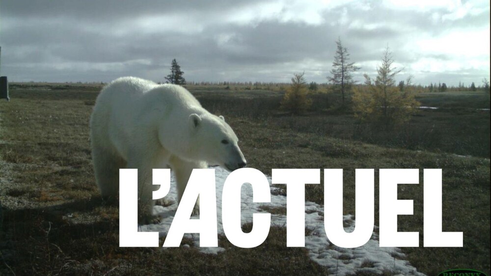 Un ours polaire dans le parc national Wapusk.