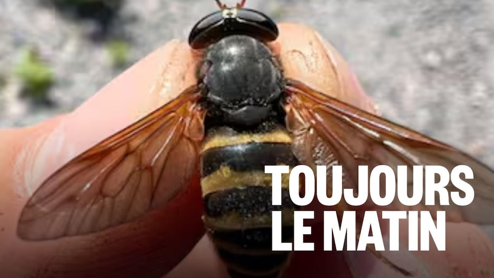 Toans Insecte Des insectes immenses qui dérangent | OHdio | Radio-Canada