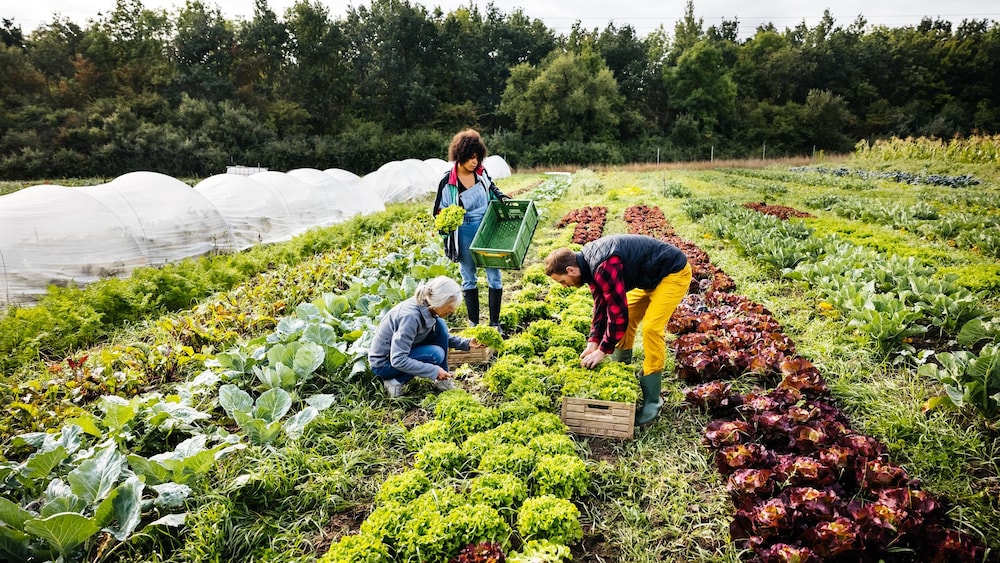 Trois personnes sont dans un champ et récoltent des légumes.