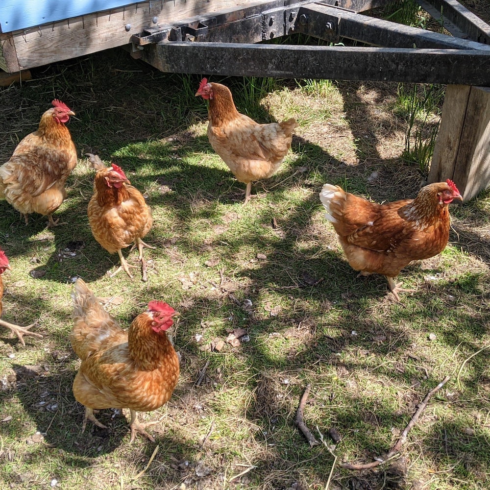Des poules rousses près de leur poulailler.