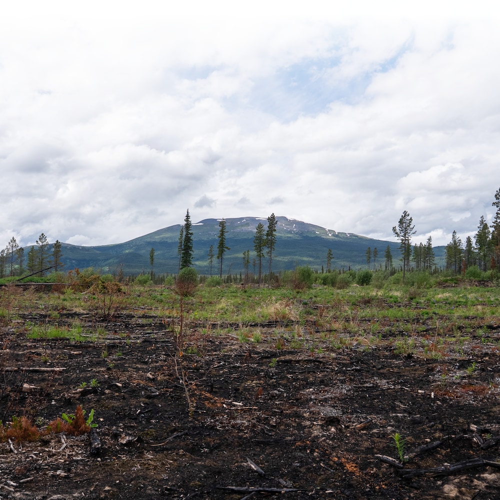 Vue d'une section brûlée de la coupe-feu de Whitehorse.
