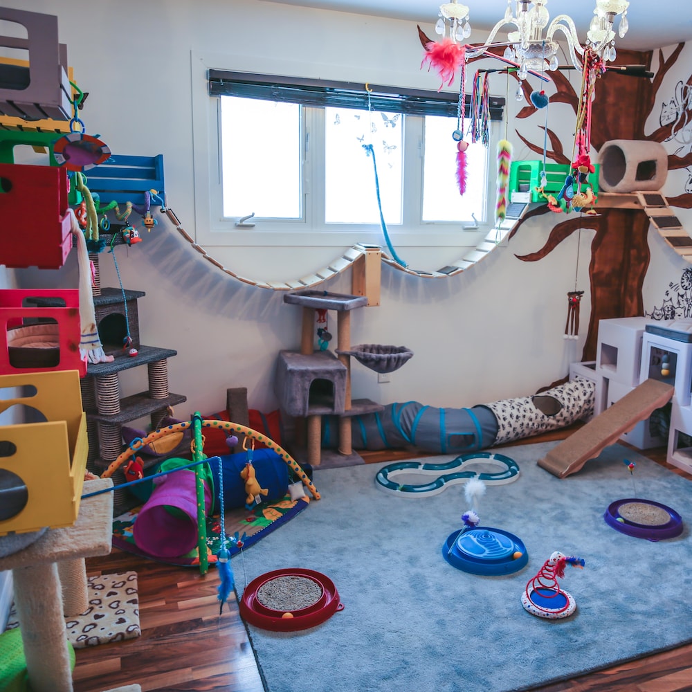 On A Besoin De Folles Aux Chats Radio Canada Ca