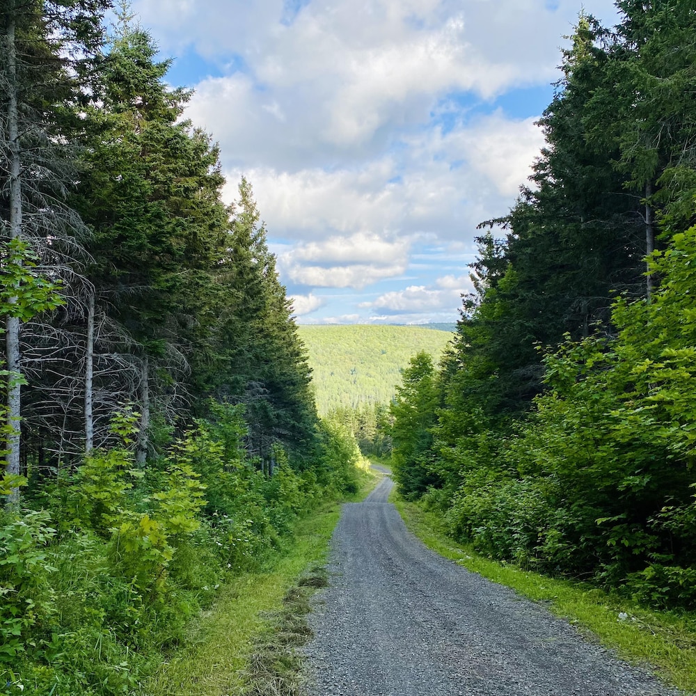 Un chemin qui sillonne une forêt.