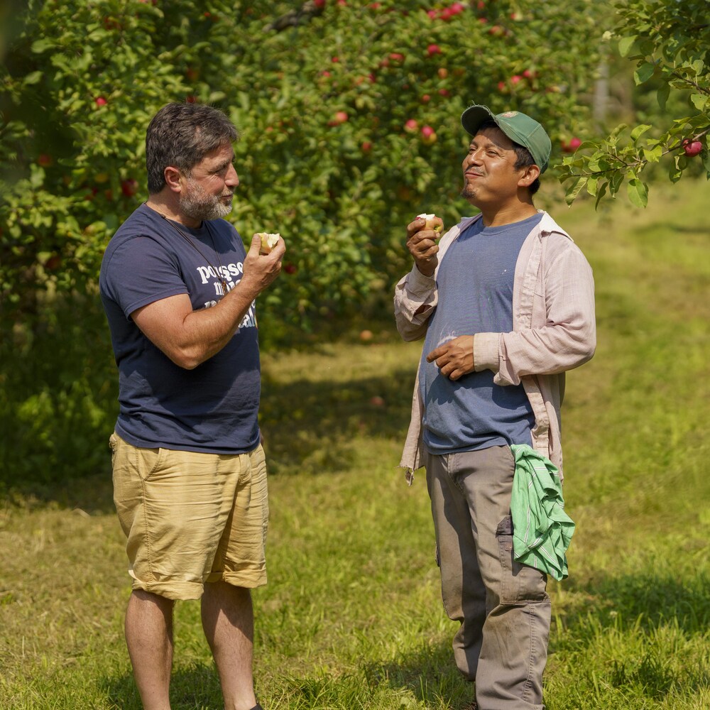 Deux hommes mangent des pommes dans un verger.