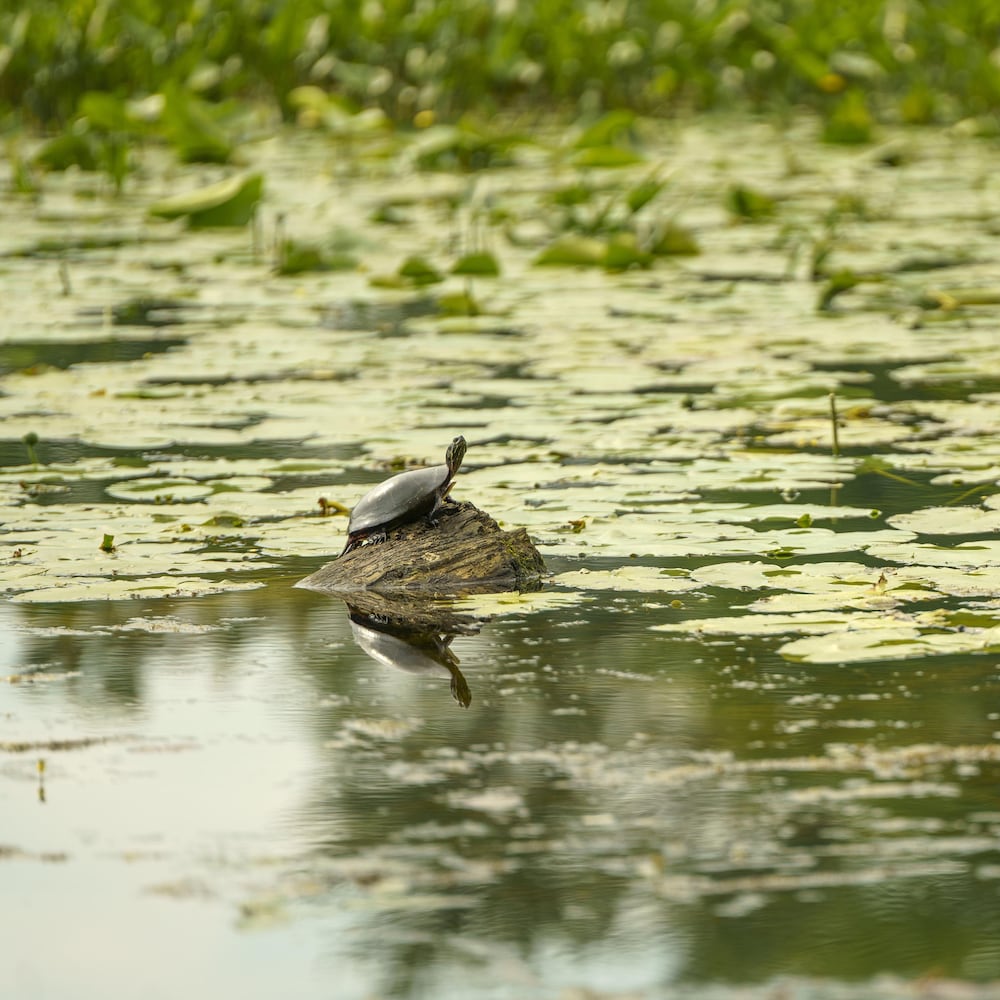 Une tortue sur une bûche dans le milieu d'une étendue d'eau.