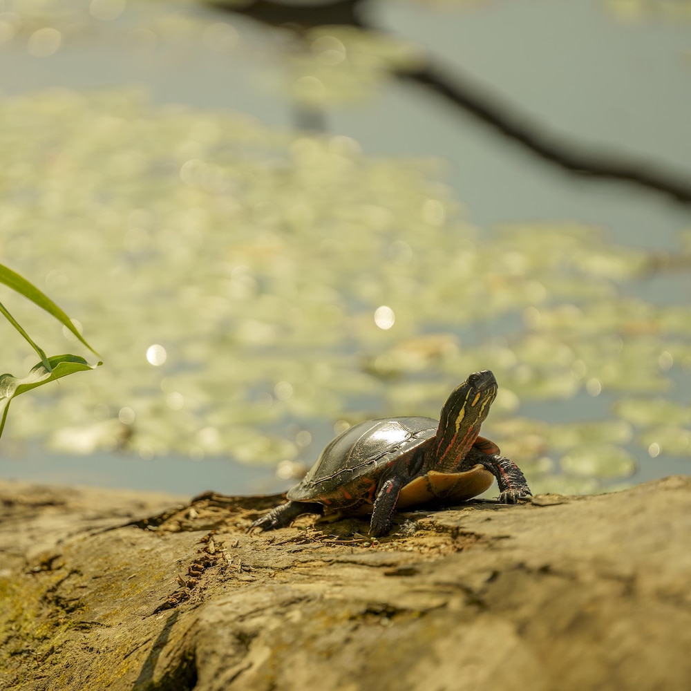 Une tortue sur une bûche dans le milieu d'un lac.