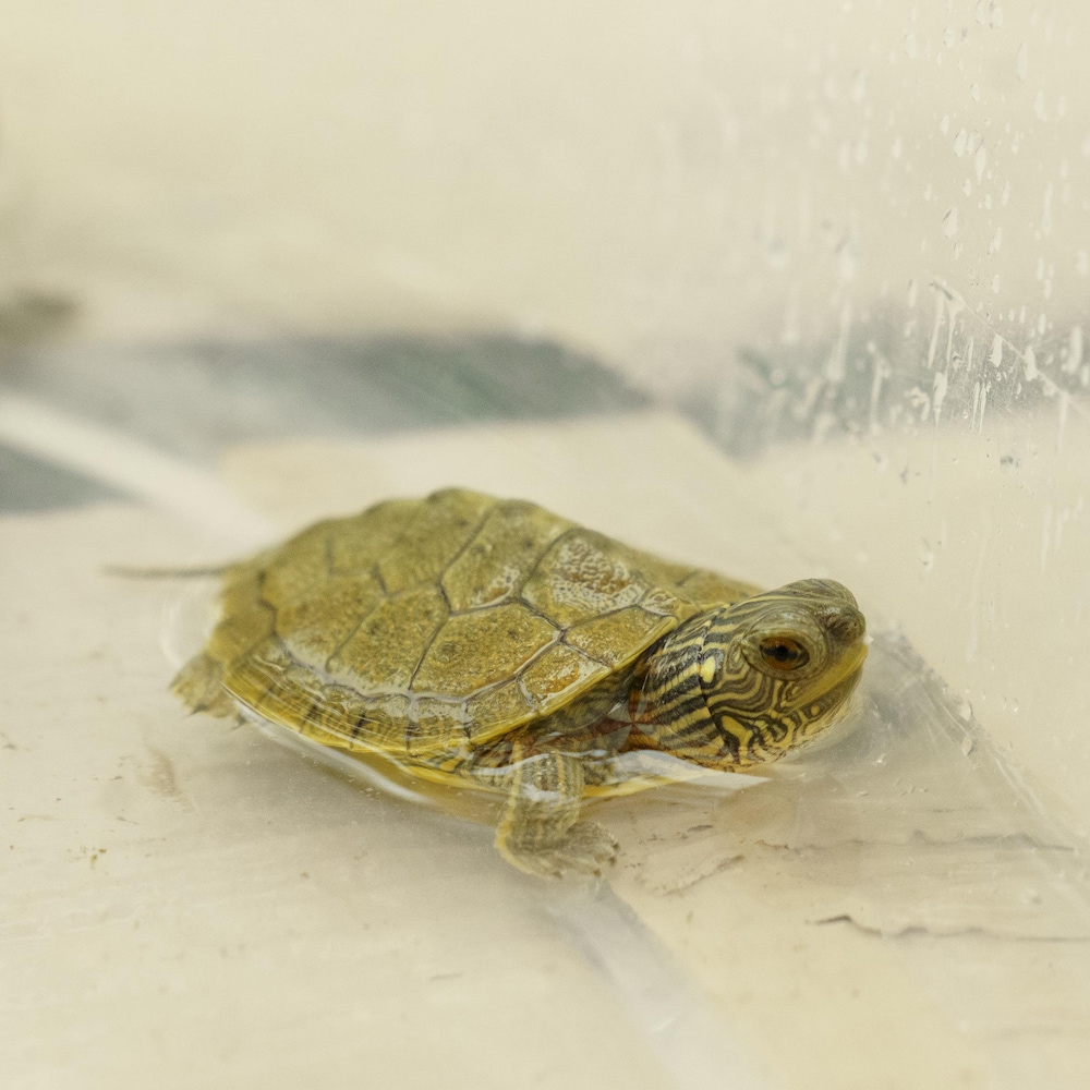 Une petite tortue géographique.