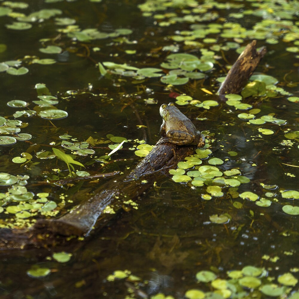 Une grenouille sur une branche dans une étendue d'eau.
