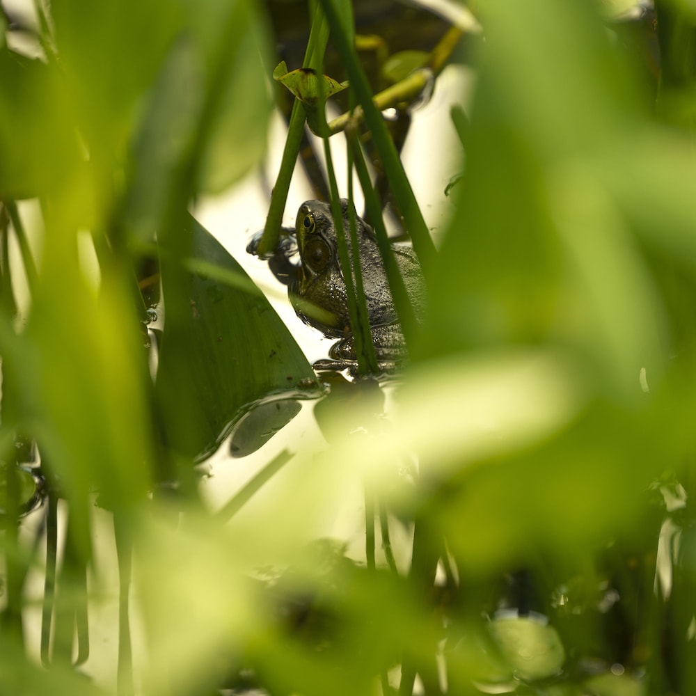 Une grenouille dans une étendue d'eau.