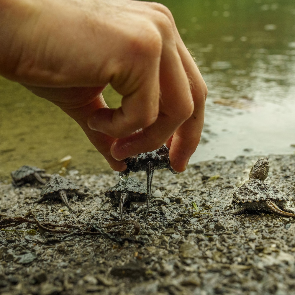 Gros plan d'une main qui dépose une petite tortue sur le bord d'une étendue d'eau où se trouvent d'autres tortues.
