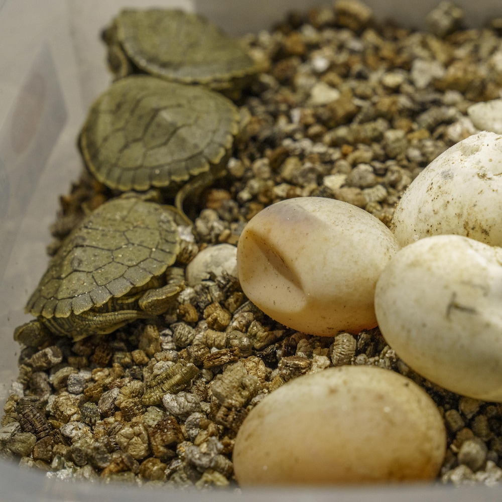 Des petites tortues qui viennent d'éclore.