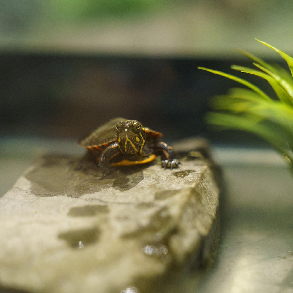 Une petite tortue peinte.