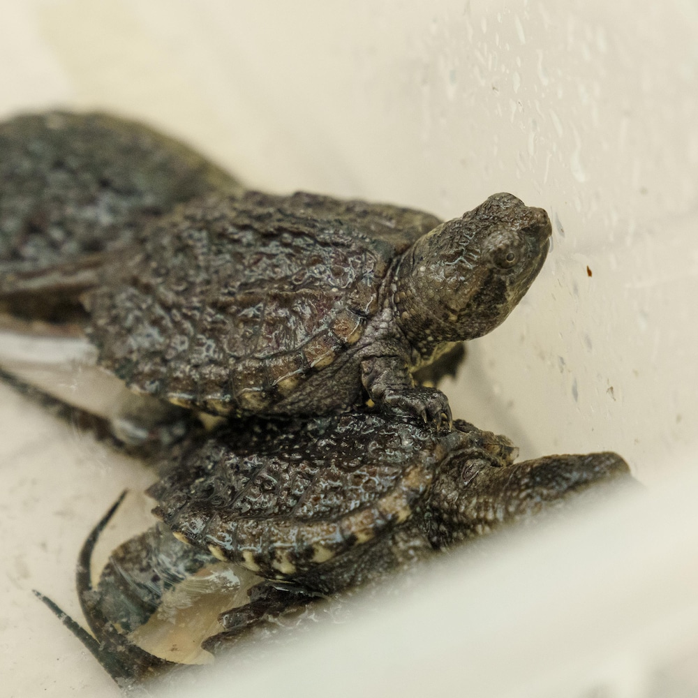 Des petites tortues serpentines.