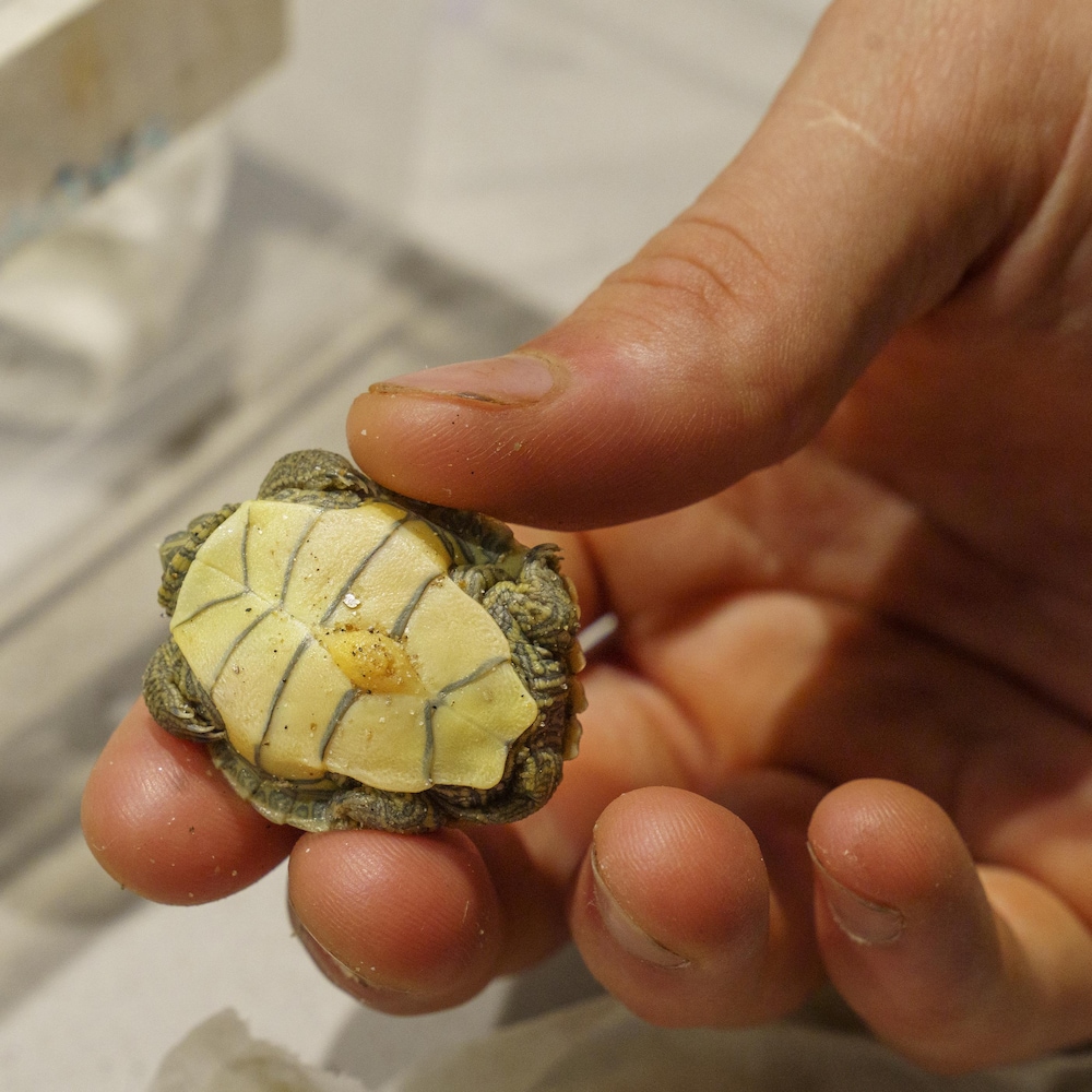 Gros plan d'une personne qui tient une petite tortue dans sa main. On voit le dessous de la tortue.