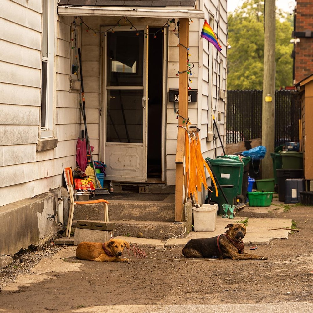 Deux chiens couchés aux côtés d'une maison dont la porte est ouverte.