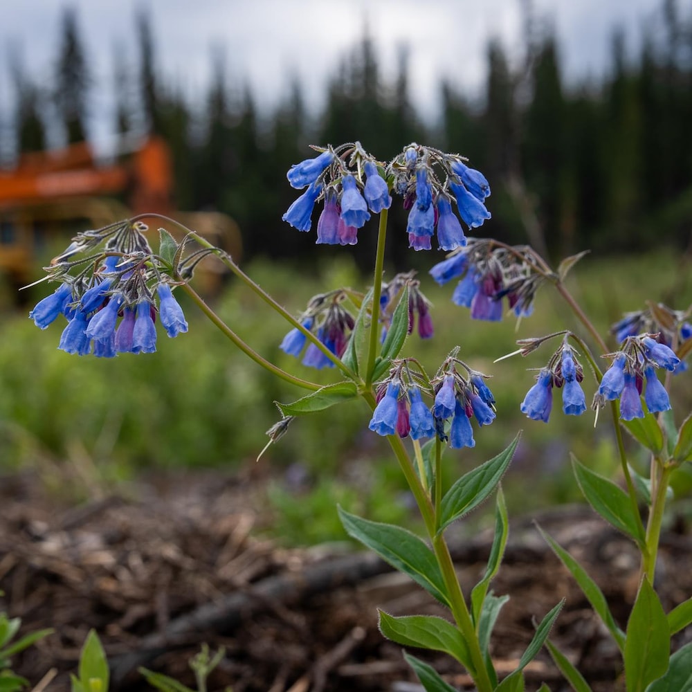 Une campanule à feuilles rondes dans une partie du coupe-feu de Whitehorse.