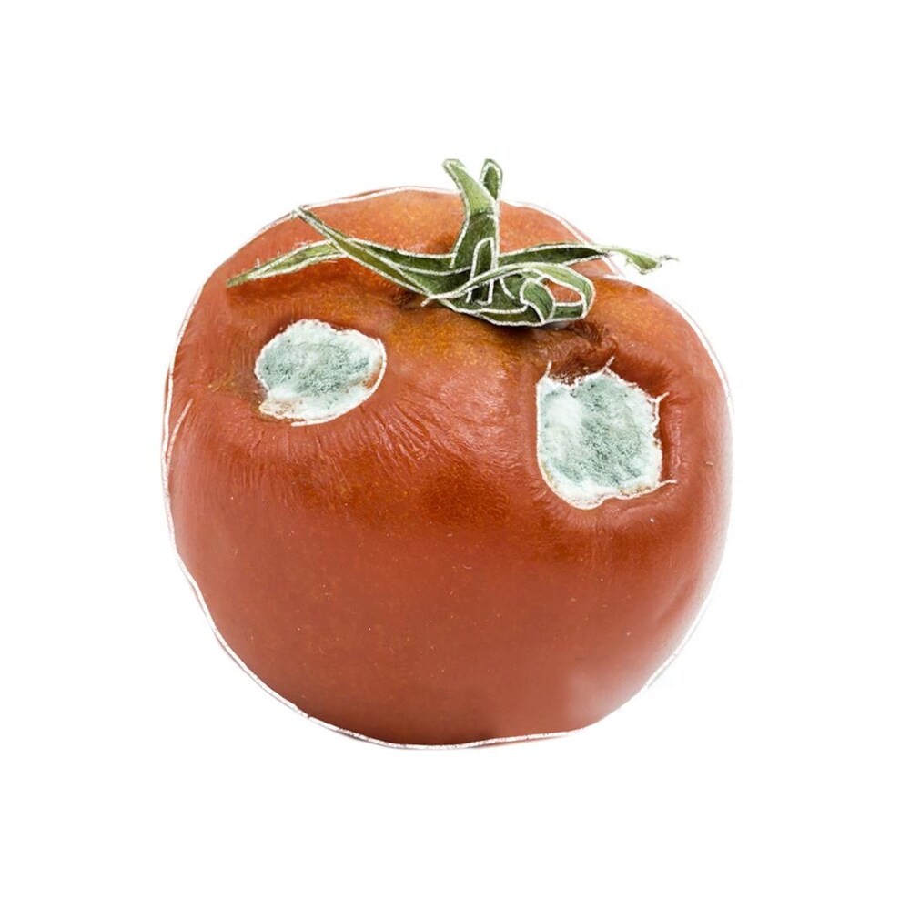 Une tomate démontrant quelques signes de pourriture