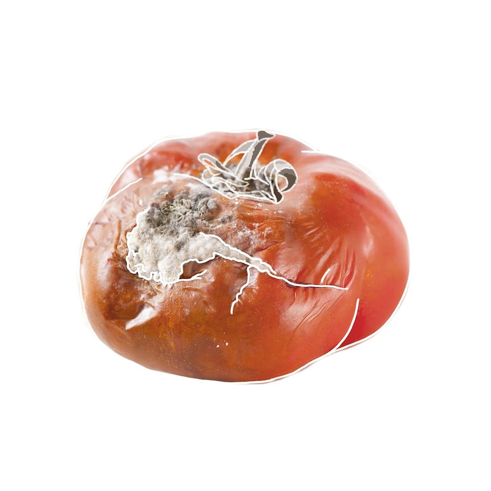 Une tomate moisie