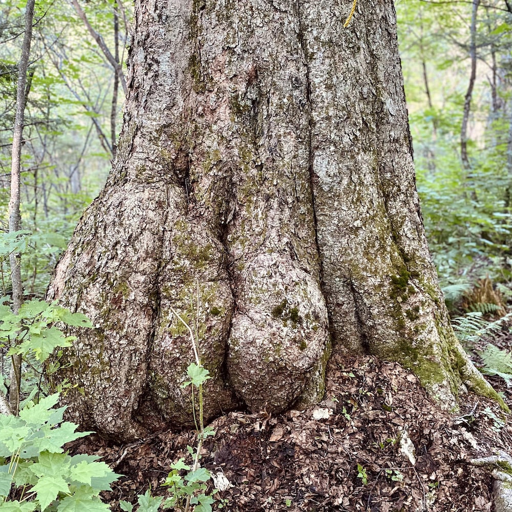 Un immense tronc d'arbre.