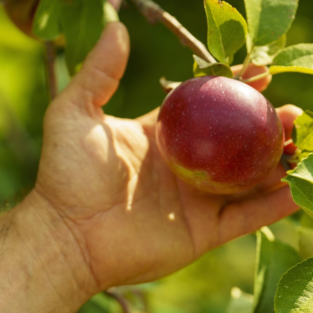 Une main tient une pomme encore accrochée à une branche.