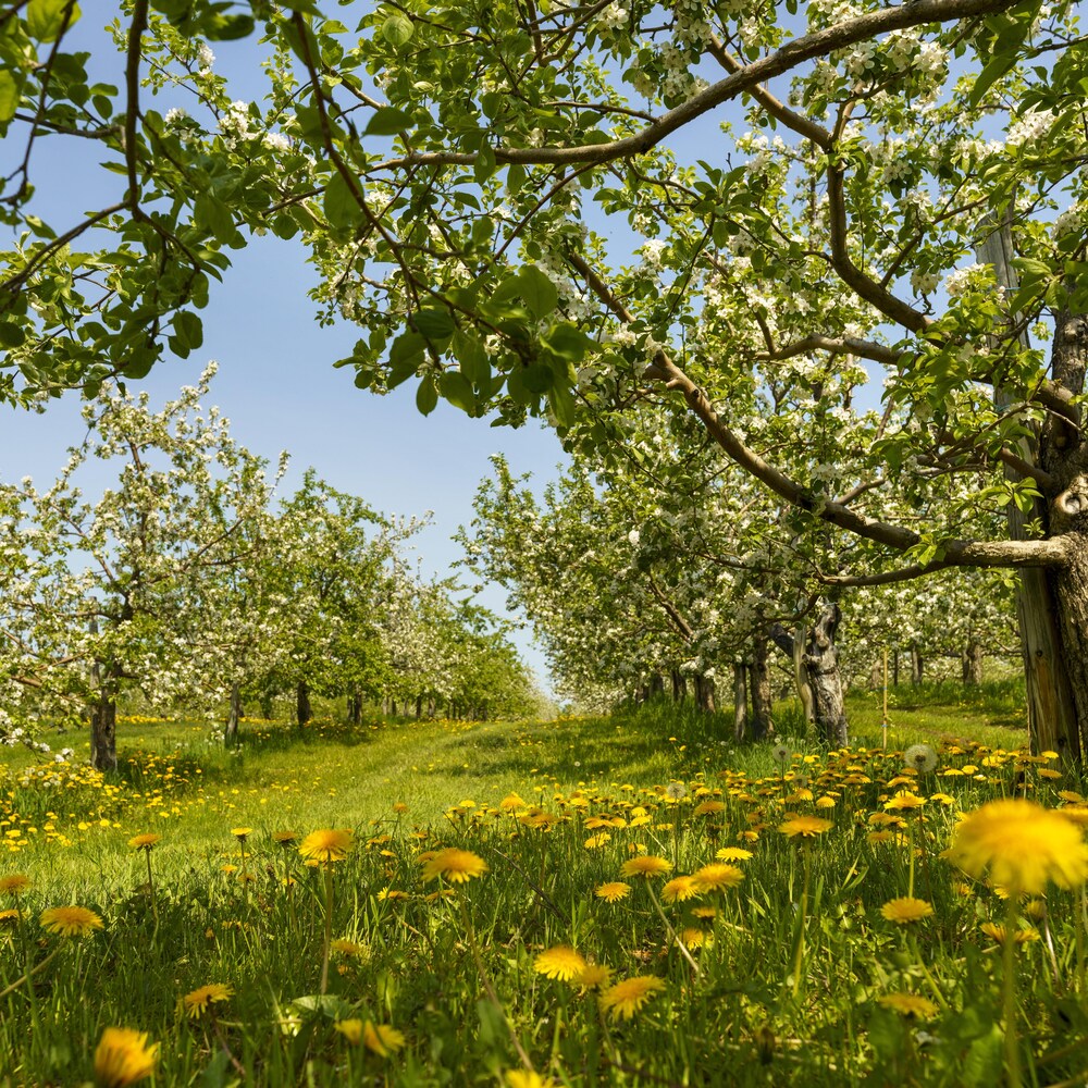 Un verger en fleurs