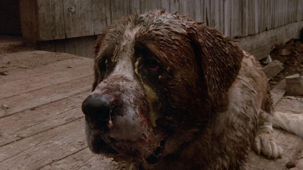 Warner Bros. Un saint-bernard maculé de sang et de boue.