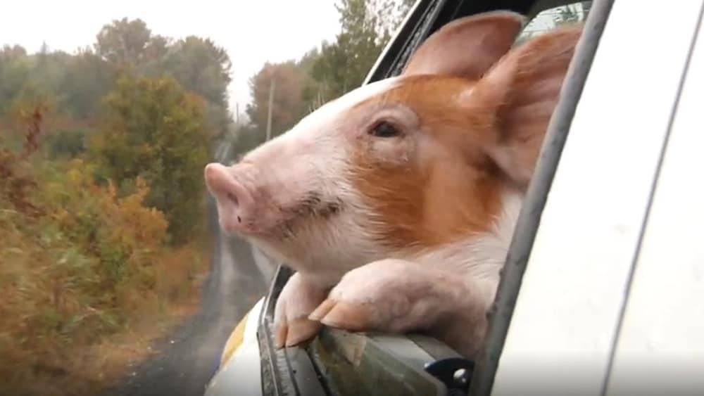 Un petit cochon appuyé sur le rebord d'une fenêtre de voiture.
